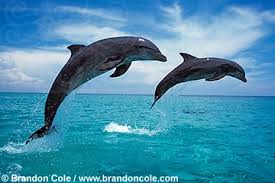 dolphins 