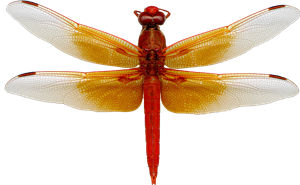 Dragon Fly 
