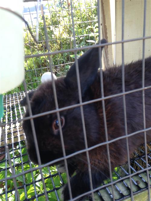 bunny bunny